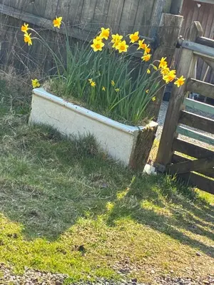 a pot of flowers next to a wooden fence at Lerags glen farm pods in Lerags