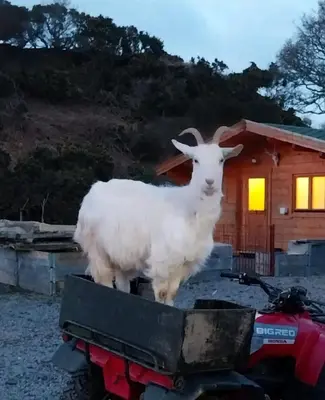 a goat standing on the back of a motorcycle at Lerags glen farm pods in Lerags