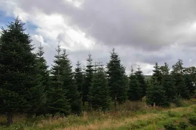 a group of trees in a field with a cloudy sky at Edenmill Farm in Glasgow