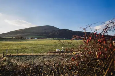 two sheep grazing in a field with a hill in the background at B&B on Beautiful Organic Homestead, Edinburgh in Loanhead