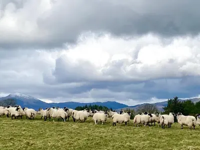 a herd of sheep standing in a field at The Bothy, Callander in Callander