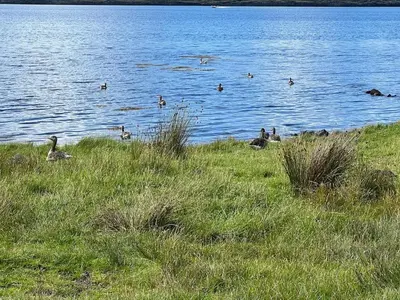 a group of ducks swimming in a body of water at Our Salad Days Lochgilphead in Lochgilphead