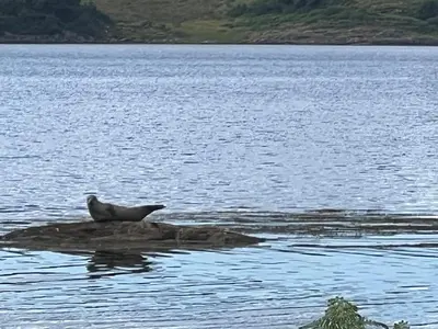 a bird sitting on a rock in the water at Our Salad Days Lochgilphead in Lochgilphead