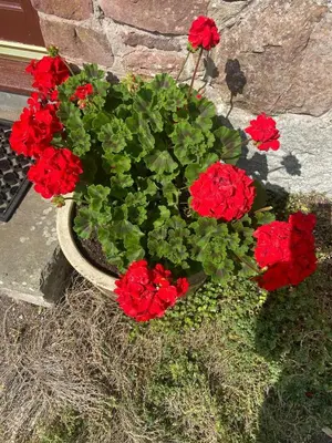 a pot of red flowers sitting next to a wall at Loch Leven Loft in Milnathort