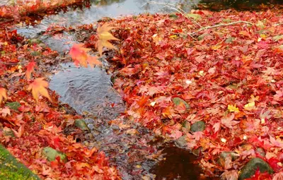 a pile of autumn leaves on the ground at Fun holiday lodges in historic walled garden near Falkirk, Heart of Scotland Holidays in Falkirk