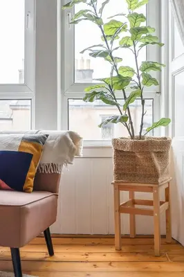 a plant sitting on a table next to a couch at GuestReady - Modern 1BR in Edinburgh in Edinburgh