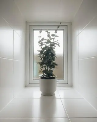 a potted plant sitting in front of a window at Anchors Retreat in Ayr