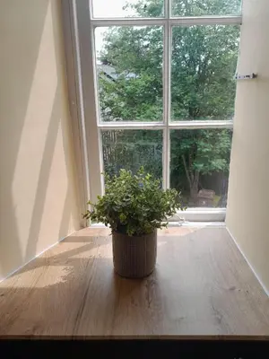 a potted plant sitting on a table in front of a window at Outlander 4 Apartment Doune in Stirling