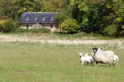 a group of sheep standing in a field at Craigendarroch No 2 in Acharn