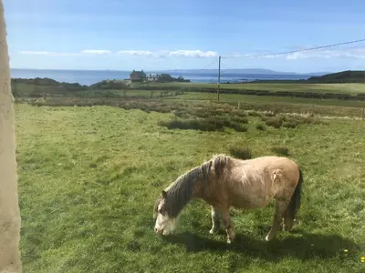 a horse grazing in a field of grass at Cnocanreoch Farm Glamping in Kilmory