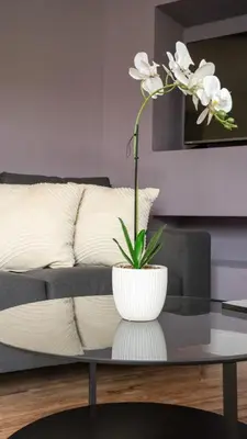 a white flower in a white vase on a coffee table at Pinkerton House in Dunfermline