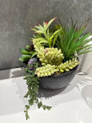 a black pot with plants on a table at 2 bedroom cottage in Ayr