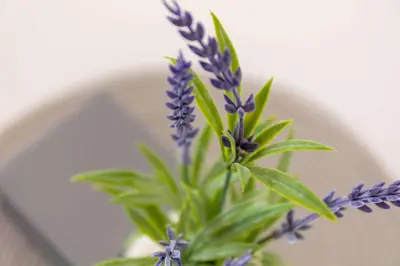 a bunch of purple flowers in front of a mirror at Albyn Retreat - Donnini Apartments in Prestwick