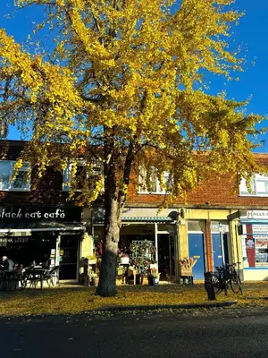 a tree with yellow leaves in front of a store at Station House in Moffat
