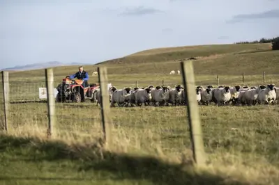 a man on a tractor in a field with a herd of sheep at The Keep in Kirknewton