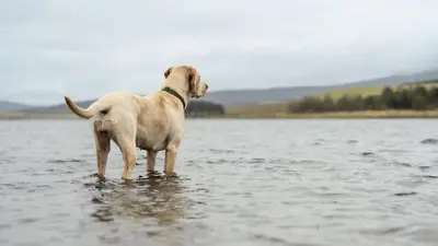a dog standing in a body of water at The Keep in Kirknewton