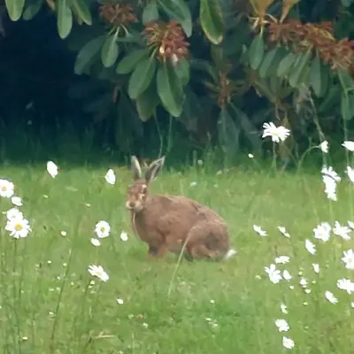 a brown rabbit sitting in a field of grass at 2 Bed Flat - Sleeps 4 - Pets - Parking - Wifi in Rothesay