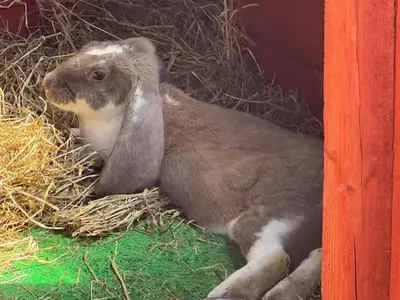 a brown and white rabbit laying in hay at Relaxing 5-star farm stay sleeps 20 with spa! in Kirk of Shotts