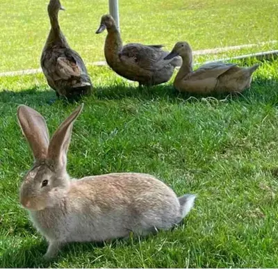 a group of ducks and a rabbit in the grass at Relaxing 5-star farm stay sleeps 20 with spa! in Kirk of Shotts