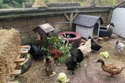 a group of chickens standing around a chicken coop at Relaxing 5-star farm stay sleeps 20 with spa! in Kirk of Shotts