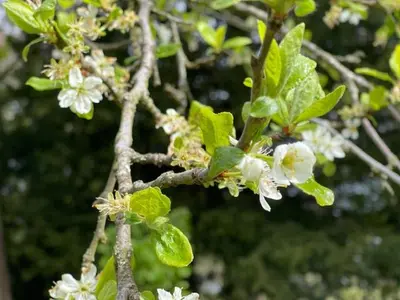 a branch of a tree with white flowers on it at Limefield Mansion House in Livingston