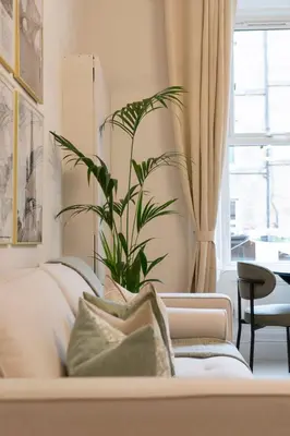 a plant sitting on a couch in a living room at The Compact Caledonian Flat - Haymarket in Edinburgh