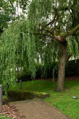 a large tree in a park with green grass at Luxury Old Town Apartment just a 5 Minute Walk to Stirling Castle in Stirling