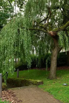 a tree in the grass next to a path at Luxury Old Town Apartment just a 5 Minute Walk to Stirling Castle in Stirling