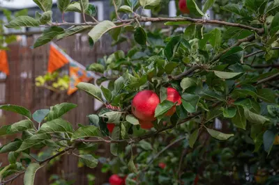 an apple tree with a bunch of apples on it at Banrigh House in Stirling