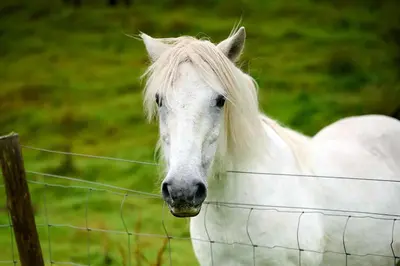 a white horse is looking over a fence at Rural 1-Bed Retreat at Stunning Raera Farm in Kilninver