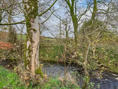 a tree with moss on it next to a river at Arran - Uk48415 in Dalry