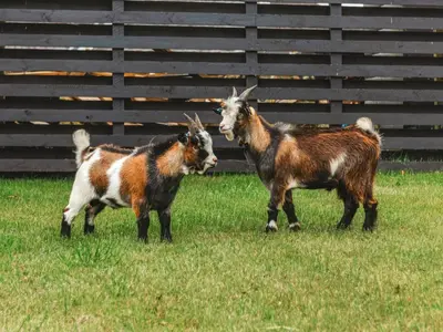 two goats standing in the grass in a field at Islay - Uk48416 in Dalry