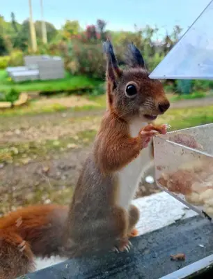 a squirrel eating food out of a box at Rock Cottage in Isle of Arran