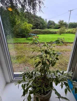 a potted plant in a window with a view of a park at Rock Cottage in Isle of Arran