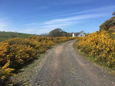 a dirt road through a field of yellow flowers at Laggansally Lodge in Leswalt