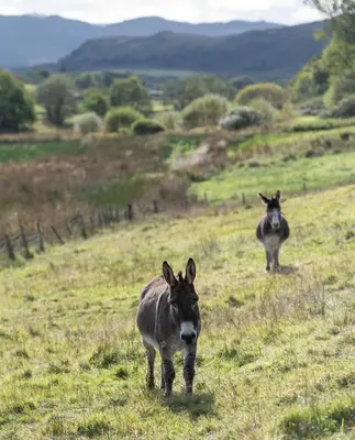 two donkeys walking in a field of grass at Wildcat Lodge in Kilmichael Glassary