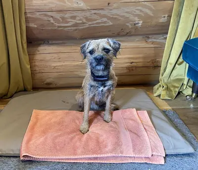 a small dog sitting on top of a blanket at Pine Marten in Kilmichael Glassary