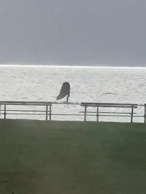 a bird sitting on a bench near the water at Ta'Pinu House and Spa in Horse Isle