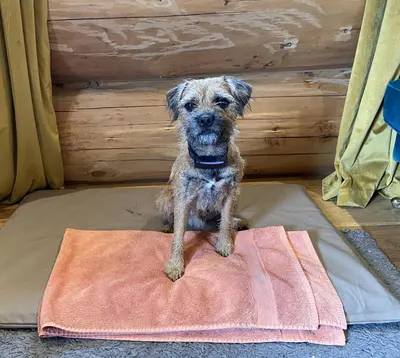 a small dog sitting on top of a blanket at Woodcock Lodge in Kilmichael Glassary