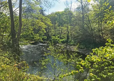 a river in the middle of a forest at Hideaway Lodges in Boʼness