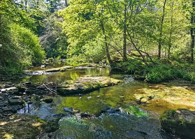 a stream with trees and rocks in a forest at Hideaway Lodges in Boʼness