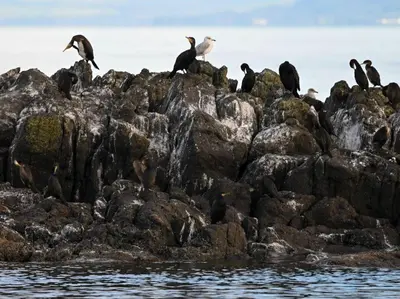 a group of birds sitting on rocks near the water at Sealladh Mor-Cottage in Lamlash, Arran in Lamlash