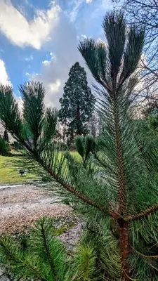 a palm tree in a park with a tree at Luxury Shepherds Hut on Powis House Estate in Stirling