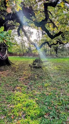 a tree with a sprinkler in the middle of a field at Luxury Shepherds Hut on Powis House Estate in Stirling