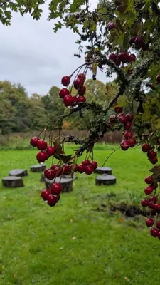a bunch of cherries hanging from a tree in a field at Luxury Shepherds Hut on Powis House Estate in Stirling