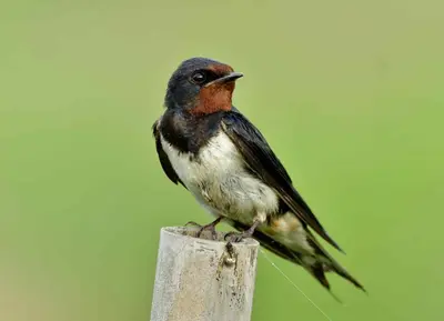 a bird perched on top of a wooden post at Pentland View Campsite in Haywood
