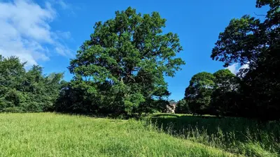 a green field with trees and a blue sky at Shepherds Hut on tranquil Powis House Estate in Stirling