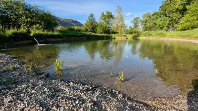 a river with some plants in the water at Shepherds Hut on tranquil Powis House Estate in Stirling