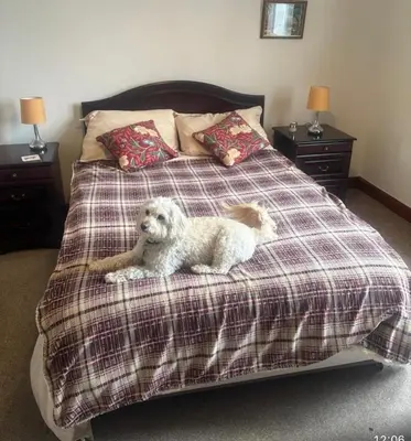 a small white dog laying on a bed at Lynndale in Carradale