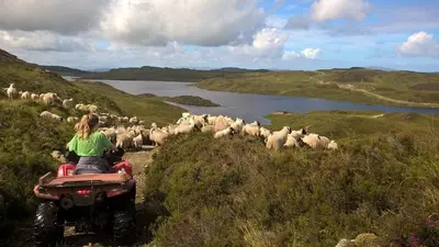 a woman on a quad bike in front of a herd of sheep at South Lodge in Lochgilphead